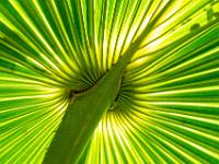 Palmblatt Unterseite im Gegenlicht